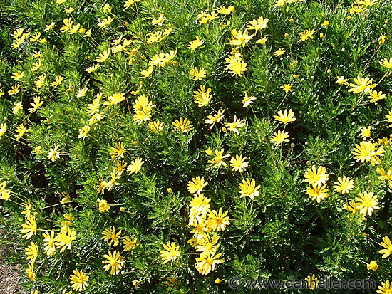 yellow-flowers.jpg