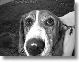 images/Fujipix/Pooches/A201-mr-nose-bw.jpg