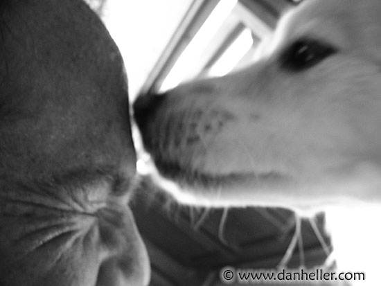 pooch-smooch-2.jpg