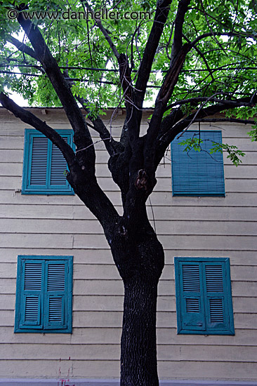 tree-n-windows.jpg