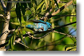 images/LatinAmerica/Argentina/Iguazu/Animals/blue-dacknish.jpg