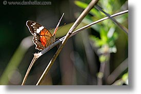 images/LatinAmerica/Argentina/Iguazu/Animals/butterfly-1.jpg