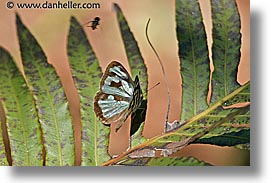 images/LatinAmerica/Argentina/Iguazu/Animals/butterfly-2.jpg