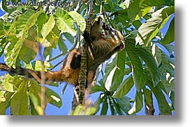 images/LatinAmerica/Argentina/Iguazu/Animals/coati-mundi-3.jpg