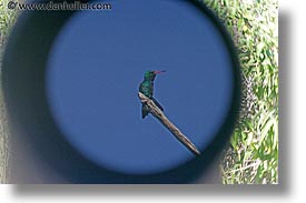 images/LatinAmerica/Argentina/Iguazu/Animals/glittering-bellied-emerald-hummingbird.jpg