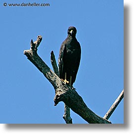 images/LatinAmerica/Argentina/Iguazu/Animals/great-black-hawk-1.jpg