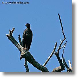 images/LatinAmerica/Argentina/Iguazu/Animals/great-black-hawk-2.jpg