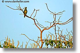 images/LatinAmerica/Argentina/Iguazu/Animals/green-parrot-1.jpg