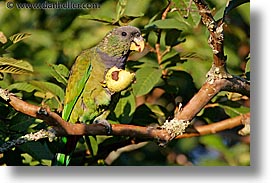 images/LatinAmerica/Argentina/Iguazu/Animals/green-parrot-2.jpg