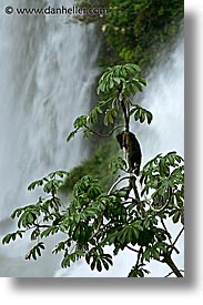 images/LatinAmerica/Argentina/Iguazu/Animals/iguazu-animal-4.jpg
