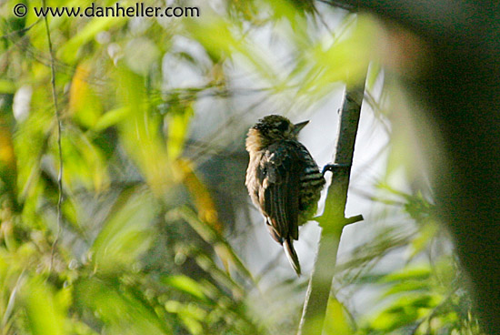 ocre-collared-woodpecker.jpg