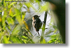 images/LatinAmerica/Argentina/Iguazu/Animals/ocre-collared-woodpecker.jpg