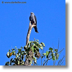 images/LatinAmerica/Argentina/Iguazu/Animals/plumbeous-kite-1.jpg