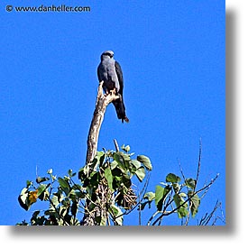 images/LatinAmerica/Argentina/Iguazu/Animals/plumbeous-kite-2.jpg