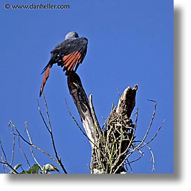 images/LatinAmerica/Argentina/Iguazu/Animals/plumbeous-kite-5.jpg