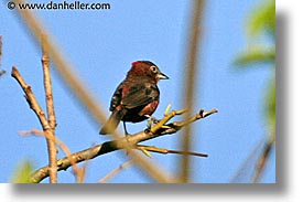 images/LatinAmerica/Argentina/Iguazu/Animals/red-crested-finch.jpg