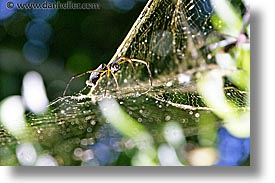 images/LatinAmerica/Argentina/Iguazu/Animals/spider-1.jpg