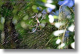images/LatinAmerica/Argentina/Iguazu/Animals/spider-2.jpg
