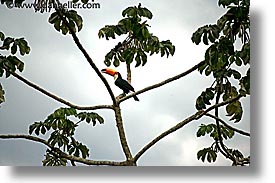 images/LatinAmerica/Argentina/Iguazu/Animals/tucan-2.jpg