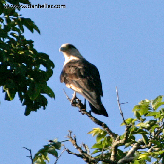 yellow-headed-cara-cara-1.jpg