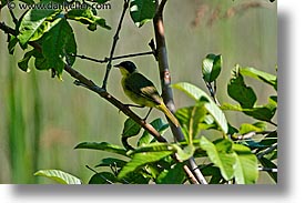 images/LatinAmerica/Argentina/Iguazu/Animals/yellowthroat-warbler.jpg