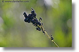 images/LatinAmerica/Argentina/Iguazu/Misc/berries.jpg
