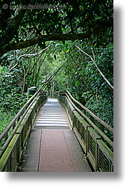 images/LatinAmerica/Argentina/Iguazu/Misc/jungle-path-1.jpg