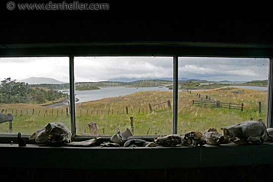 bones-on-window.jpg