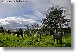 images/LatinAmerica/Argentina/TierraDelFuego/horses.jpg