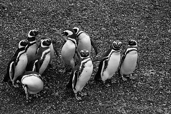 penguins-2-bw.jpg