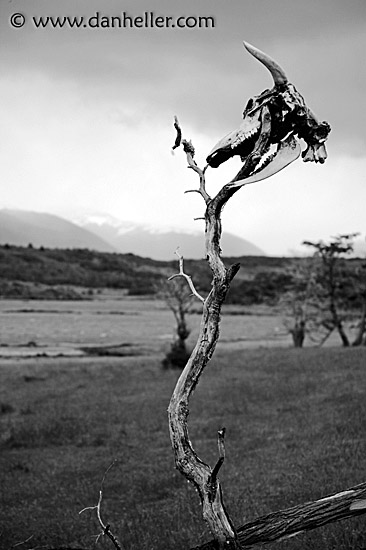 skull-on-branch-bw.jpg