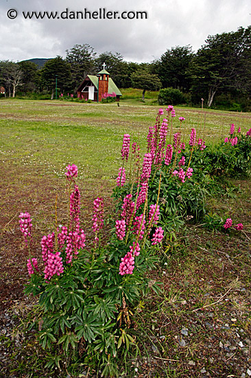 lupins-n-church.jpg