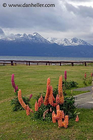 lupins-n-mtns-1.jpg