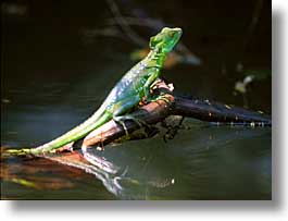 images/LatinAmerica/CostaRica/Animals/reptile-01.jpg
