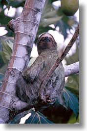 images/LatinAmerica/CostaRica/Animals/sloth-01.jpg