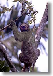 images/LatinAmerica/CostaRica/Animals/sloth-02.jpg