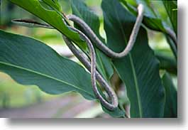 images/LatinAmerica/CostaRica/Animals/vine-snake.jpg