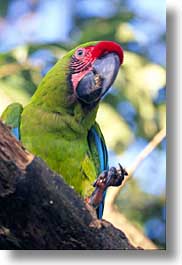 images/LatinAmerica/CostaRica/Birds/bird-02.jpg
