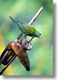 images/LatinAmerica/CostaRica/Birds/bird-03.jpg
