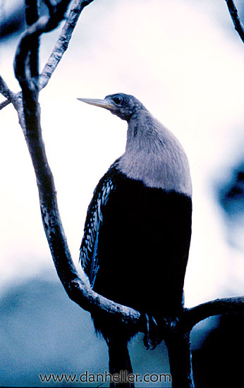 bird-05.jpg