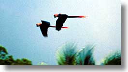 images/LatinAmerica/CostaRica/Birds/bird-06.jpg