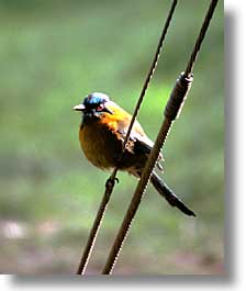 images/LatinAmerica/CostaRica/Birds/bird-11.jpg