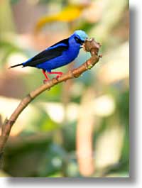 images/LatinAmerica/CostaRica/Birds/bird-17.jpg