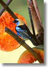 images/LatinAmerica/CostaRica/Birds/bird-18.jpg