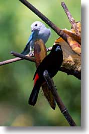images/LatinAmerica/CostaRica/Birds/bird-19.jpg