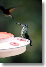 images/LatinAmerica/CostaRica/Birds/humming-bird-02.jpg