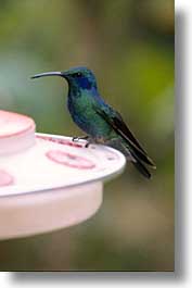 images/LatinAmerica/CostaRica/Birds/humming-bird-03.jpg