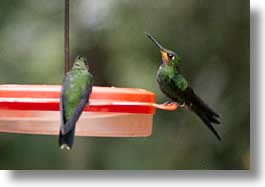 images/LatinAmerica/CostaRica/Birds/humming-bird-05.jpg
