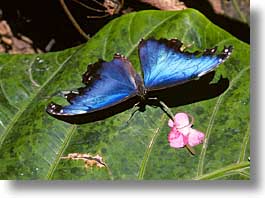 images/LatinAmerica/CostaRica/Butterflies/butterflies-01.jpg