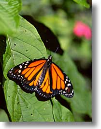 images/LatinAmerica/CostaRica/Butterflies/butterflies-03.jpg